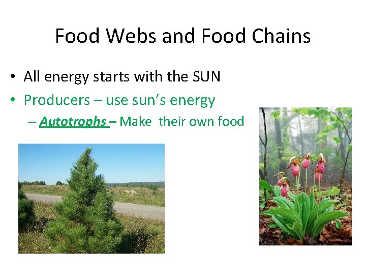 Food Webs and Food Chains • All energy starts with the SUN • Producers