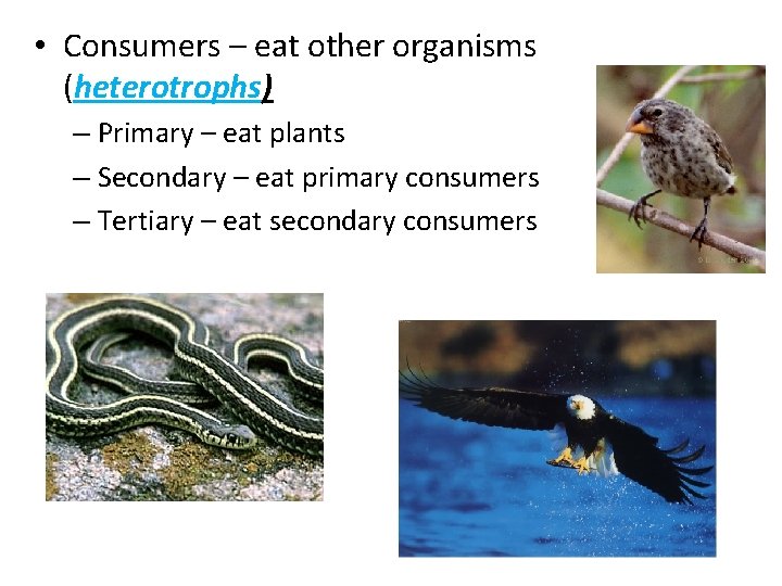  • Consumers – eat other organisms (heterotrophs) – Primary – eat plants –