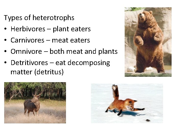 Types of heterotrophs • Herbivores – plant eaters • Carnivores – meat eaters •