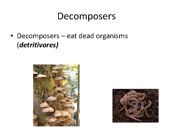 Decomposers • Decomposers – eat dead organisms (detritivores) 