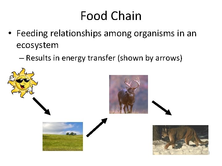Food Chain • Feeding relationships among organisms in an ecosystem – Results in energy