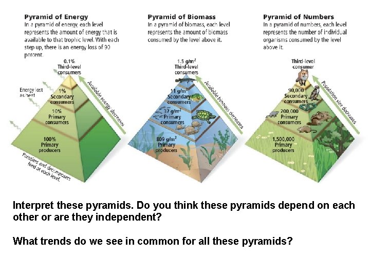 Interpret these pyramids. Do you think these pyramids depend on each other or are
