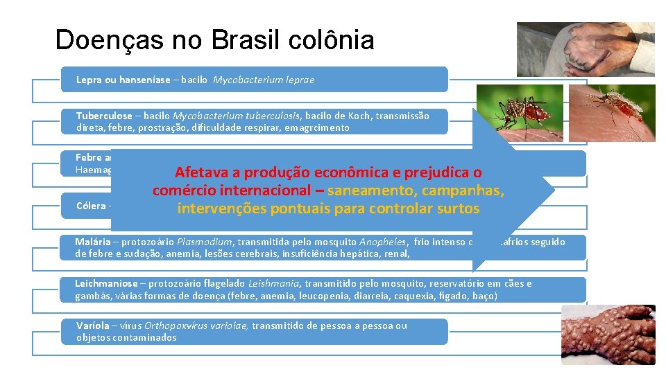 Doenças no Brasil colônia Lepra ou hanseníase – bacilo Mycobacterium leprae Tuberculose – bacilo