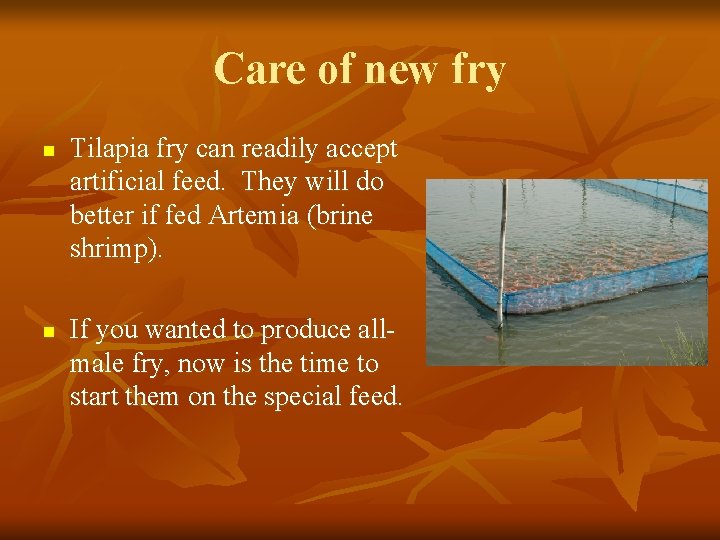 Care of new fry n n Tilapia fry can readily accept artificial feed. They