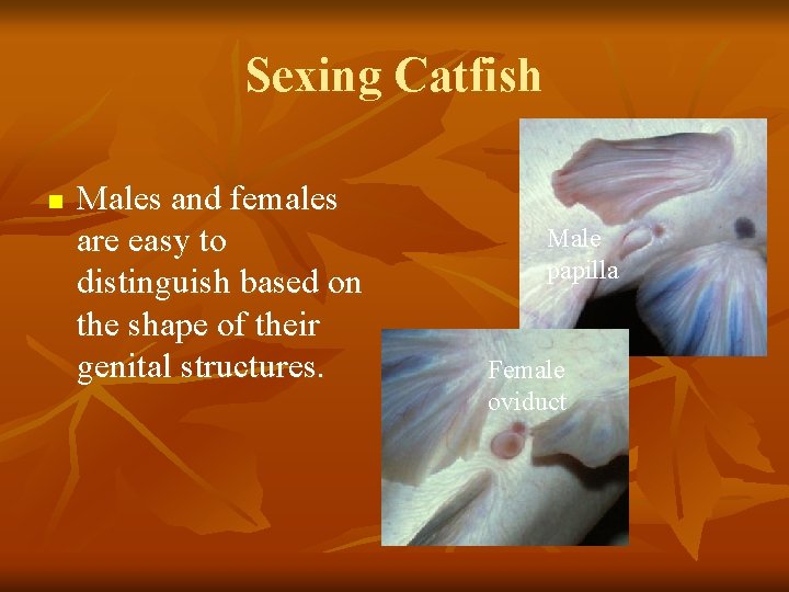 Sexing Catfish n Males and females are easy to distinguish based on the shape