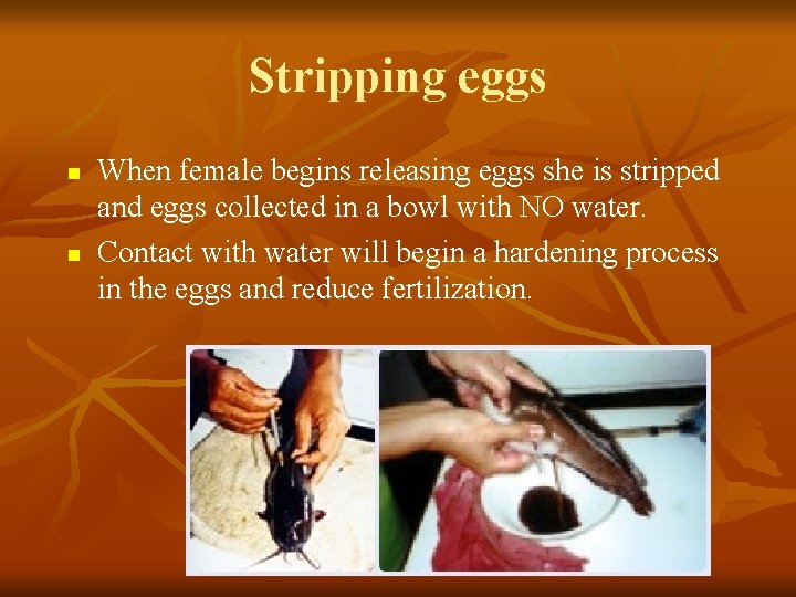 Stripping eggs n n When female begins releasing eggs she is stripped and eggs