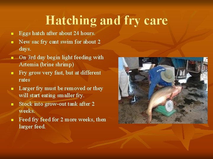 Hatching and fry care n n n n Eggs hatch after about 24 hours.