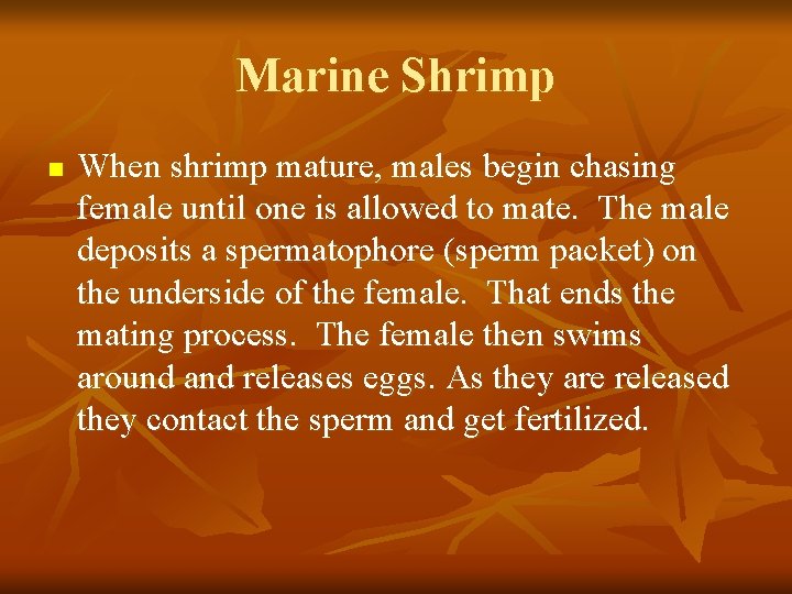 Marine Shrimp n When shrimp mature, males begin chasing female until one is allowed