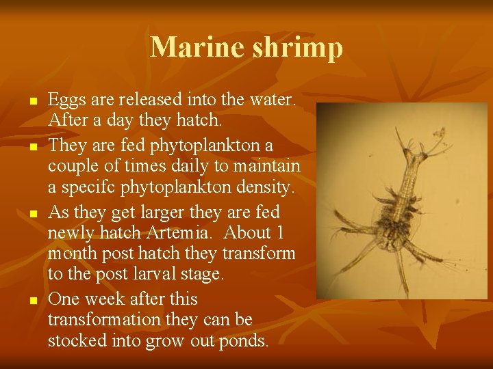 Marine shrimp n n Eggs are released into the water. After a day they