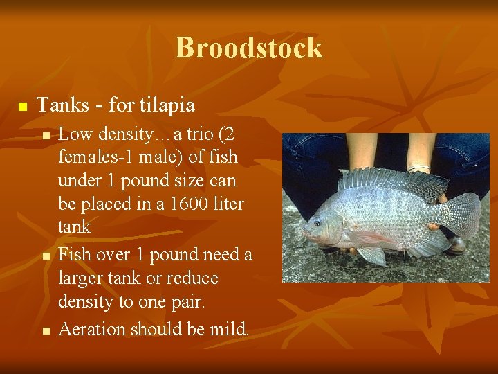 Broodstock n Tanks - for tilapia n n n Low density…a trio (2 females-1
