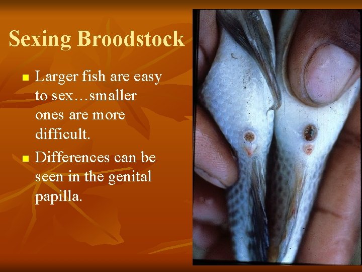 Sexing Broodstock n n Larger fish are easy to sex…smaller ones are more difficult.