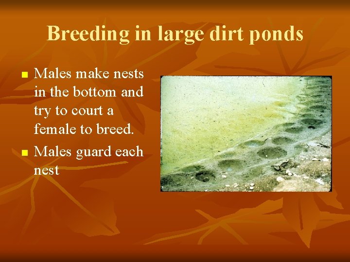 Breeding in large dirt ponds n n Males make nests in the bottom and