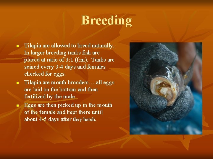 Breeding n n n Tilapia are allowed to breed naturally. In larger breeding tanks