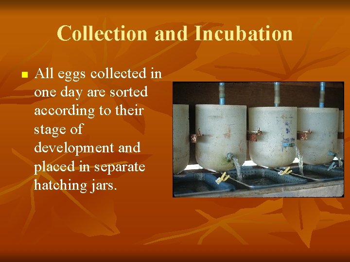 Collection and Incubation n All eggs collected in one day are sorted according to