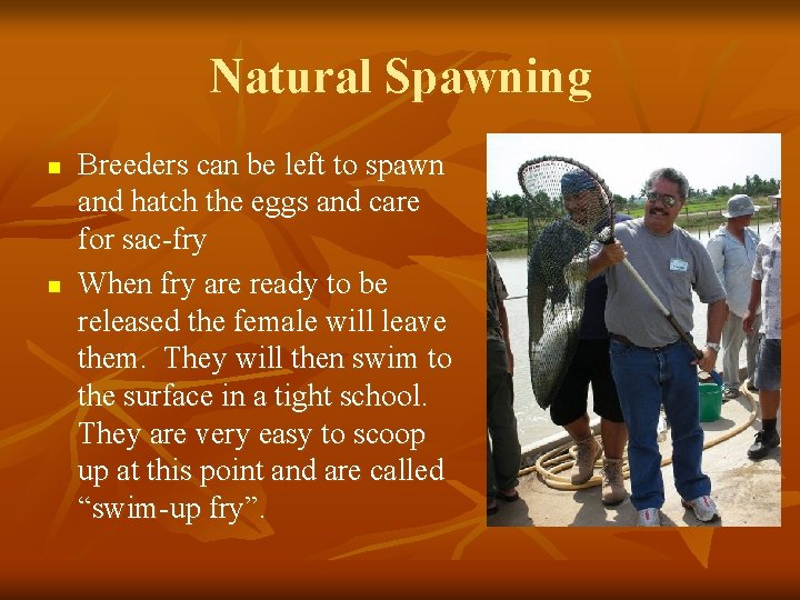 Natural Spawning n n Breeders can be left to spawn and hatch the eggs