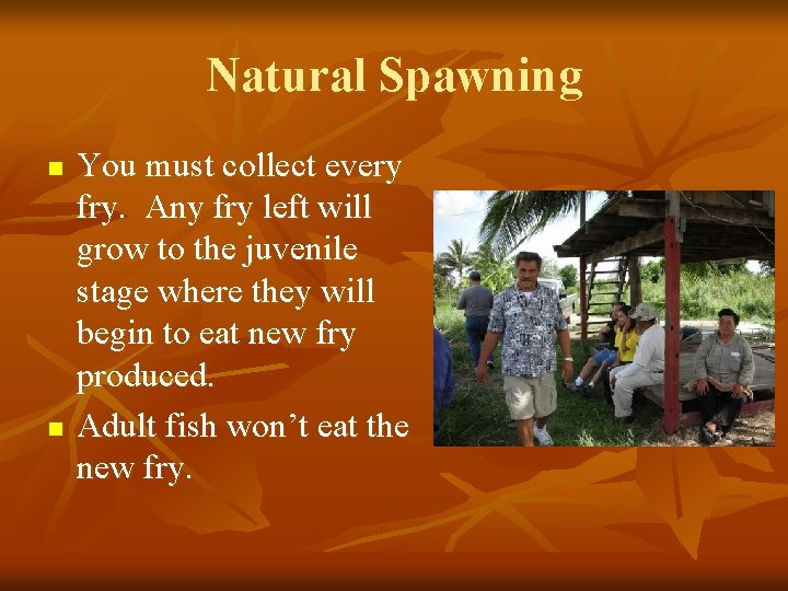 Natural Spawning n n You must collect every fry. Any fry left will grow