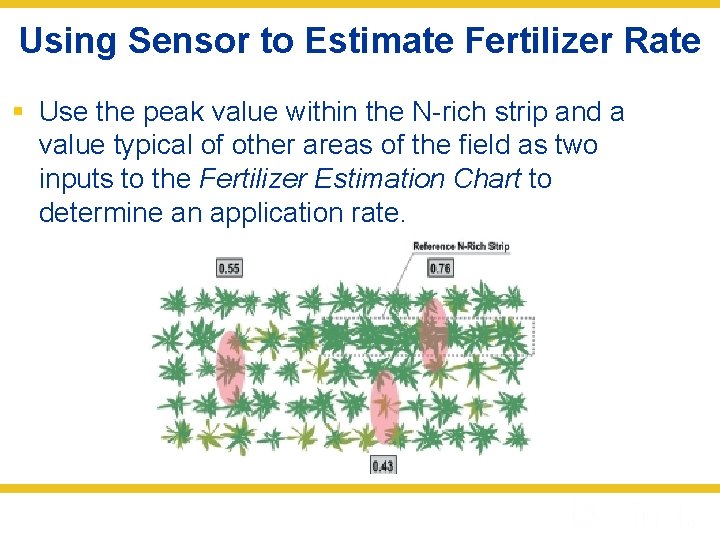 Using Sensor to Estimate Fertilizer Rate § Use the peak value within the N-rich