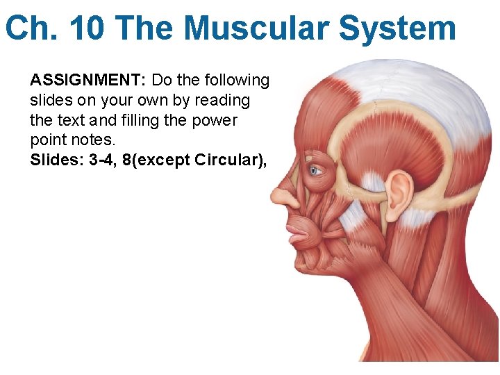Ch. 10 The Muscular System ASSIGNMENT: Do the following slides on your own by