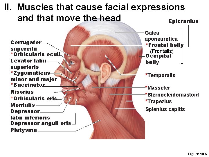 II. Muscles that cause facial expressions and that move the head Epicranius Corrugator supercilii