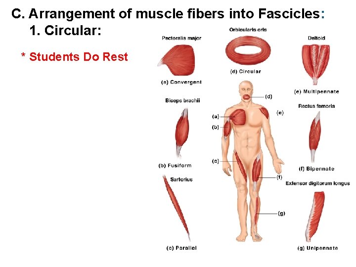 C. Arrangement of muscle fibers into Fascicles: 1. Circular: * Students Do Rest Figure