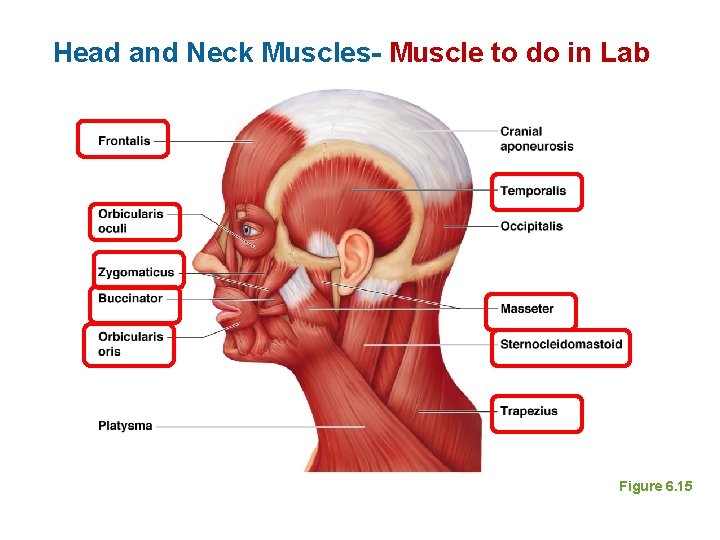 Head and Neck Muscles- Muscle to do in Lab Figure 6. 15 