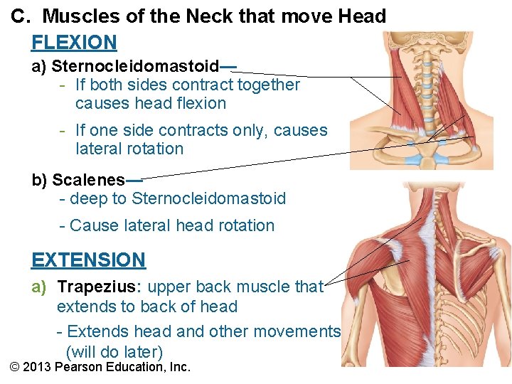 C. Muscles of the Neck that move Head FLEXION a) Sternocleidomastoid— - If both