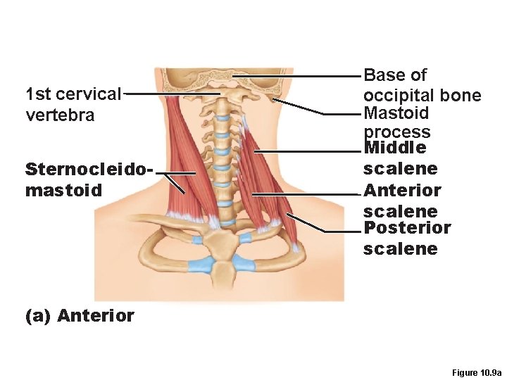 1 st cervical vertebra Sternocleidomastoid Base of occipital bone Mastoid process Middle scalene Anterior