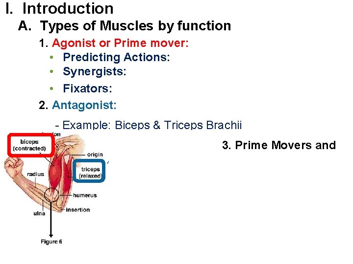 I. Introduction A. Types of Muscles by function 1. Agonist or Prime mover: •