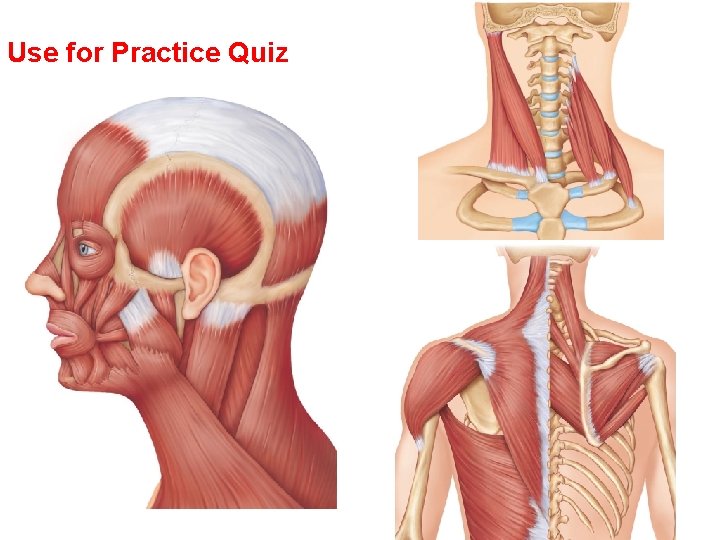 Use for Practice Quiz 
