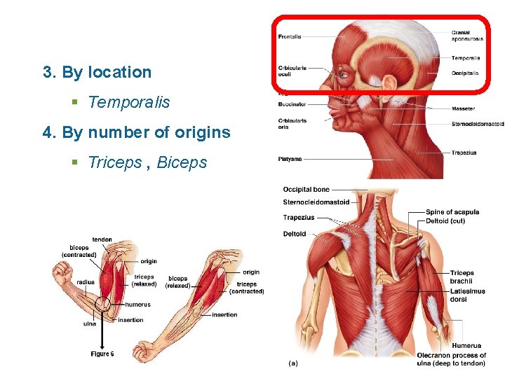 3. By location § Temporalis 4. By number of origins § Triceps , Biceps