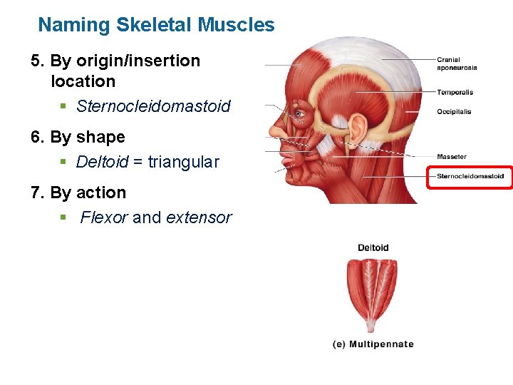 Naming Skeletal Muscles 5. By origin/insertion location § Sternocleidomastoid 6. By shape § Deltoid