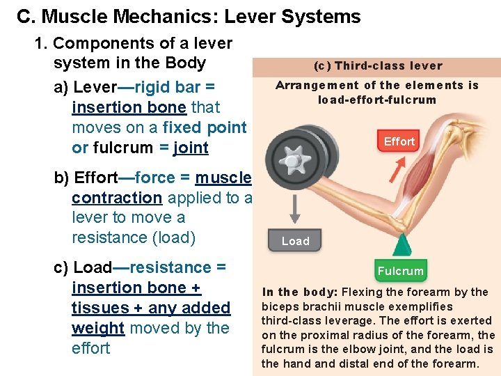 C. Muscle Mechanics: Lever Systems 1. Components of a lever system in the Body