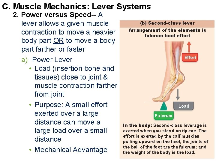 C. Muscle Mechanics: Lever Systems 2. Power versus Speed-- A lever allows a given