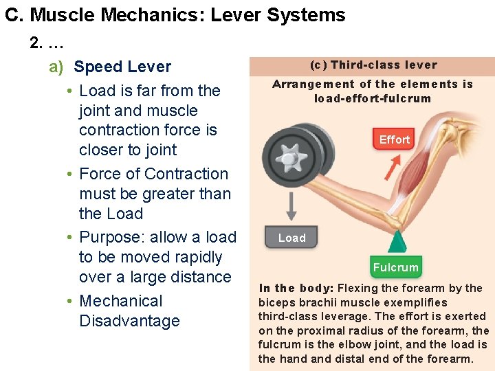 C. Muscle Mechanics: Lever Systems 2. … a) Speed Lever • Load is far