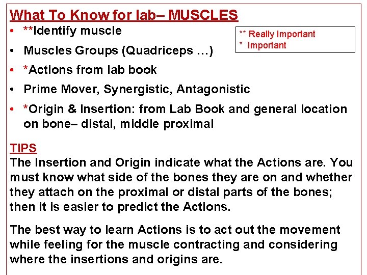 What To Know for lab– MUSCLES • **Identify muscle • Muscles Groups (Quadriceps …)