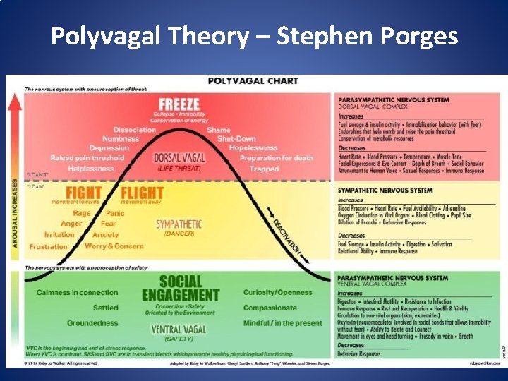 Polyvagal Theory – Stephen Porges 