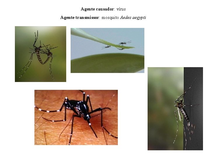 Agente causador: vírus Agente transmissor: mosquito Aedes aegypti 