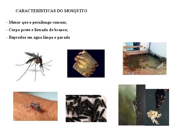 CARACTERÍSTICAS DO MOSQUITO - Menor que o pernilongo comum; - Corpo preto e listrado