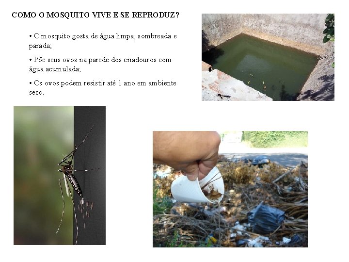 COMO O MOSQUITO VIVE E SE REPRODUZ? • O mosquito gosta de água limpa,