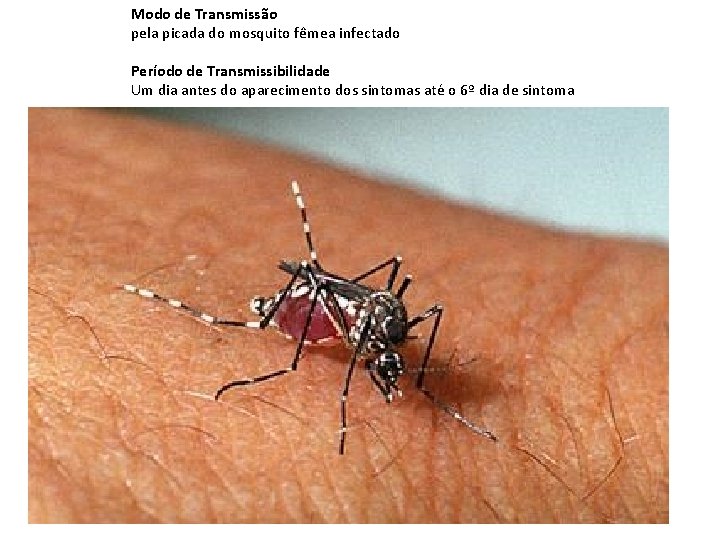 Modo de Transmissão pela picada do mosquito fêmea infectado Período de Transmissibilidade Um dia