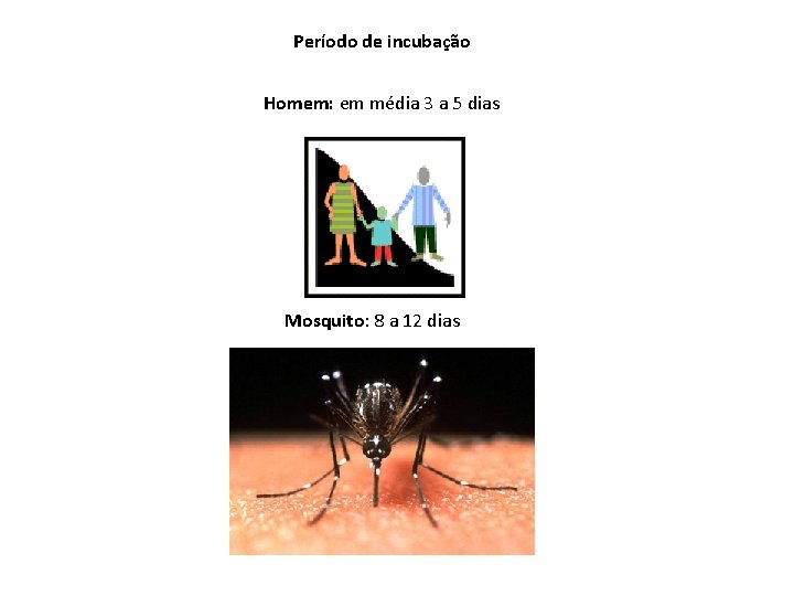 Período de incubação Homem: em média 3 a 5 dias Mosquito: 8 a 12