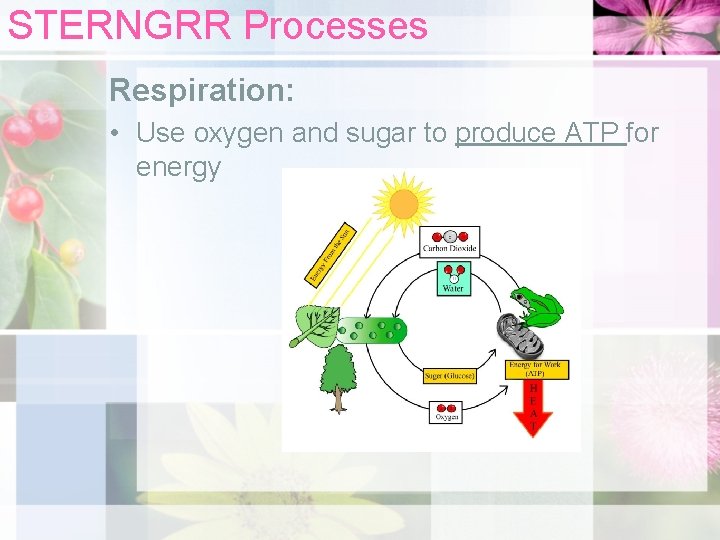 STERNGRR Processes Respiration: • Use oxygen and sugar to produce ATP for energy 