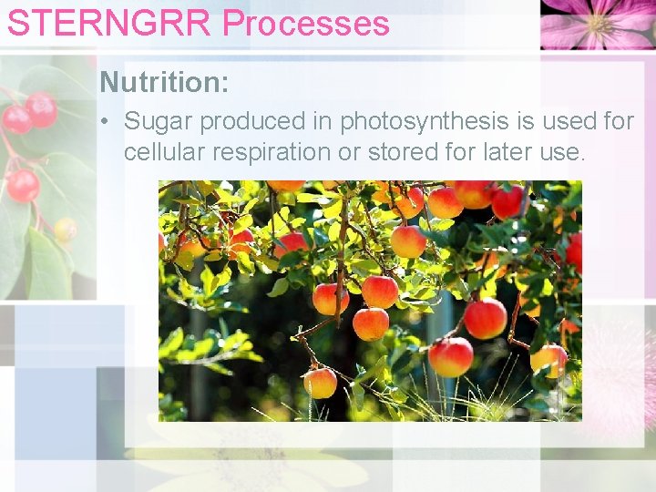 STERNGRR Processes Nutrition: • Sugar produced in photosynthesis is used for cellular respiration or