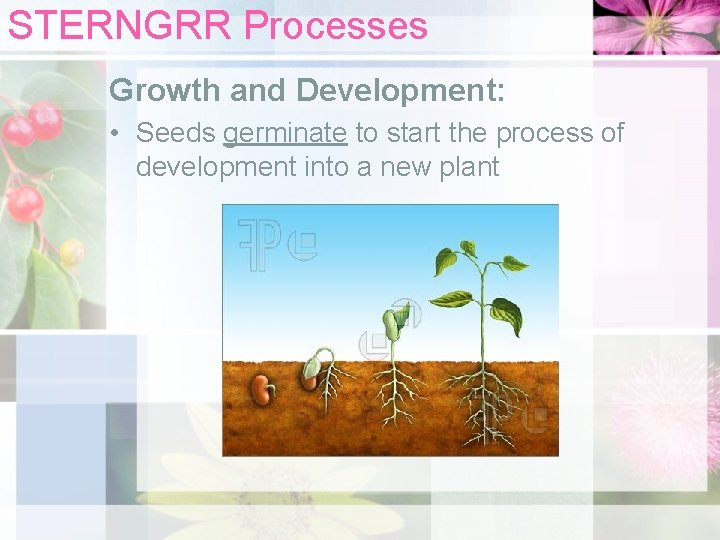 STERNGRR Processes Growth and Development: • Seeds germinate to start the process of development