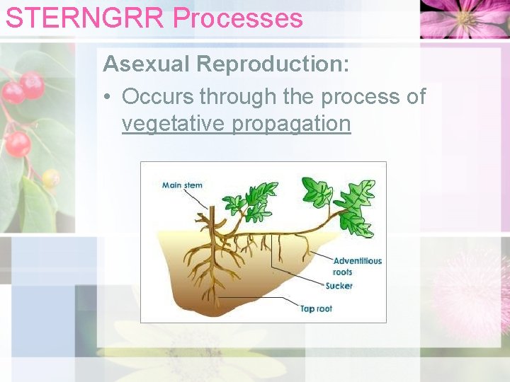 STERNGRR Processes Asexual Reproduction: • Occurs through the process of vegetative propagation 