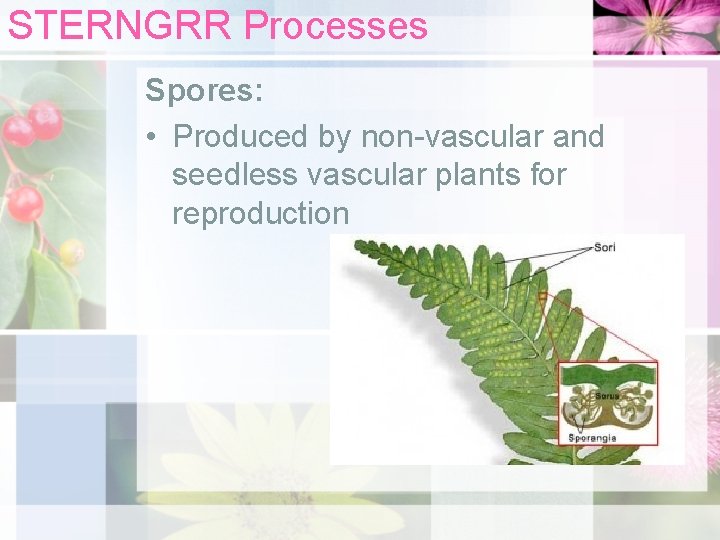 STERNGRR Processes Spores: • Produced by non-vascular and seedless vascular plants for reproduction 