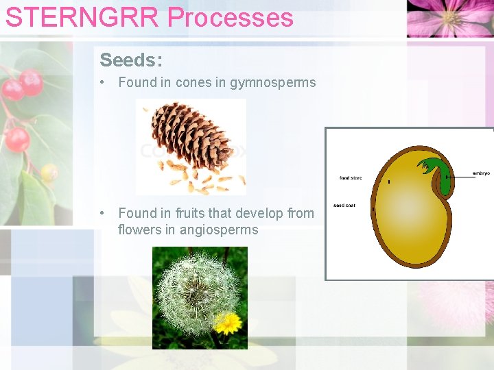 STERNGRR Processes Seeds: • Found in cones in gymnosperms • Found in fruits that