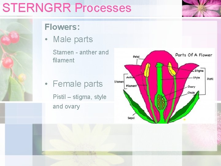 STERNGRR Processes Flowers: • Male parts Stamen - anther and filament • Female parts