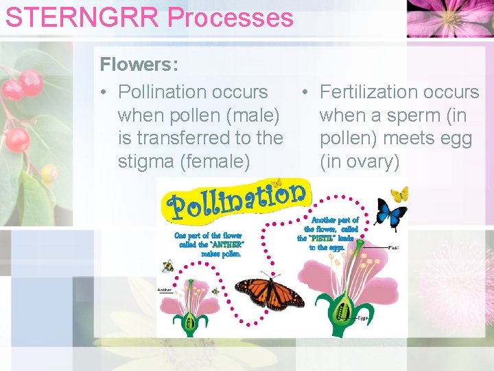 STERNGRR Processes Flowers: • Pollination occurs • Fertilization occurs when pollen (male) when a