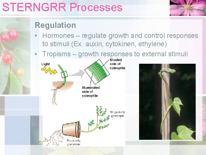 STERNGRR Processes Regulation • Hormones – regulate growth and control responses to stimuli (Ex.